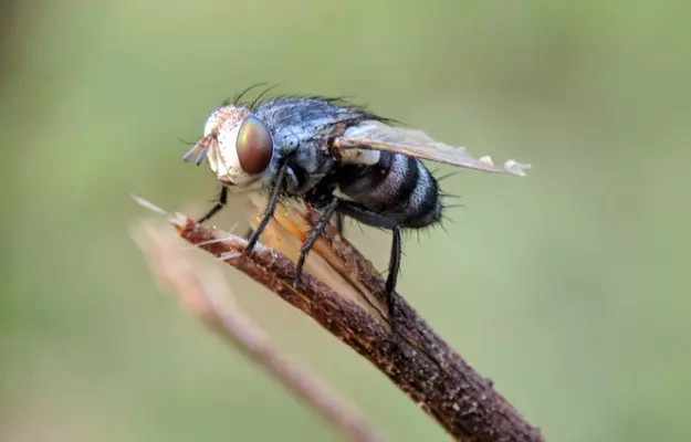 कोविड-19: अमिताभ बच्चन ने कहा, मक्खियों से फैल सकता है कोरोना वायरस, मानव मल में कई दिन रहता है जिंदा, जानें यह बात कितनी सही