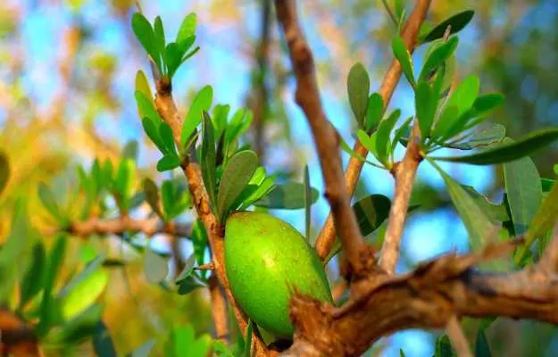 Argan oil uses, benefits and side effects