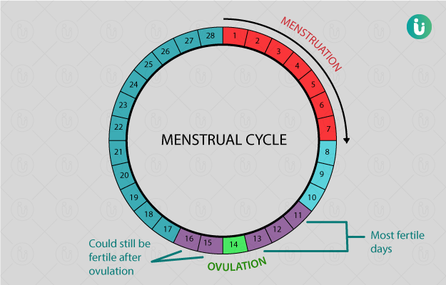 Ovulation Myths and Facts