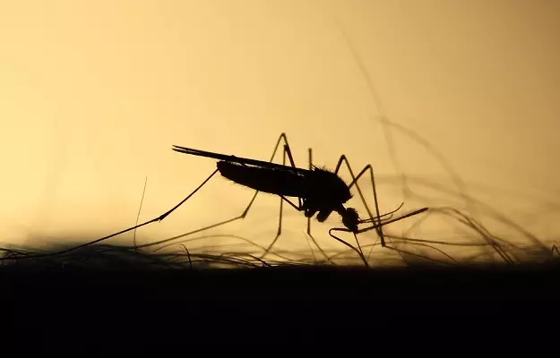 10 most frequently asked questions about malaria