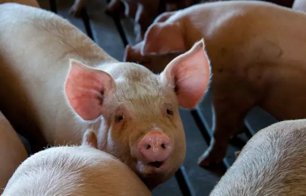 What is African Swine Flu and why is it in the news?