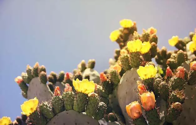 नागफनी के फायदे और नुकसान - Cactus (Nagphani) Benefits and Side Effects in Hindi