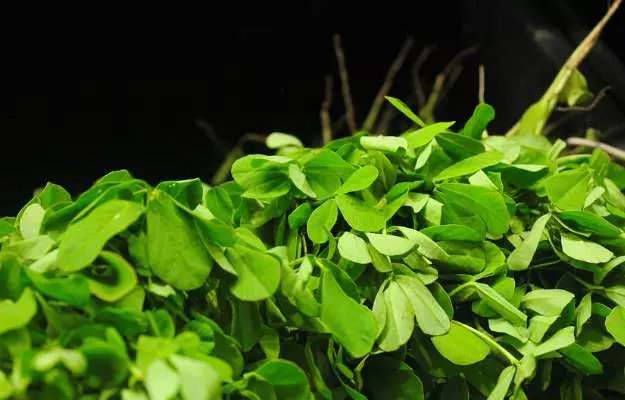 कसूरी मेथी के फायदे और नुकसान - Fenugreek Leaves (Kasuri Methi) Benefits and Side Effects in Hindi