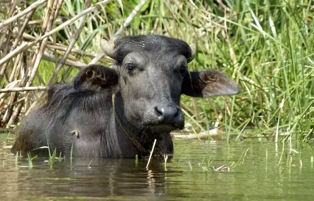 भैंस के पेट में परजीवी संक्रमण - Gastrointestinal parasites in buffalo in Hindi