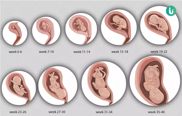 Foetal development week by week, month by month and growth chart