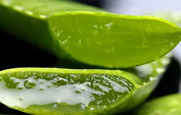 कोरफड (एलोवेरा): फायदे आणि सहप्रभाव - Aloe vera benefits and side effects in Marathi