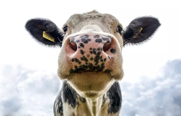 US company enlists the help of cows to make millions of COVID-19 antibodies