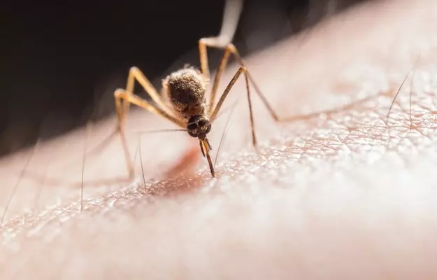 Vaccine made out of mosquito spit out to stop next disease outbreak
