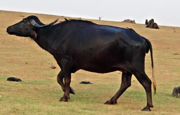 भैंस की पूंछ कटना - Tail amputation in buffalo in Hindi