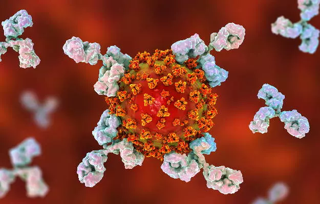 कोविड-19: मोनोक्लोनल एंटीबॉडीज की मदद से नए कोरोना वायरस समेत कई रोगाणुओं को खत्म करने की कोशिश में लगे वैज्ञानिक