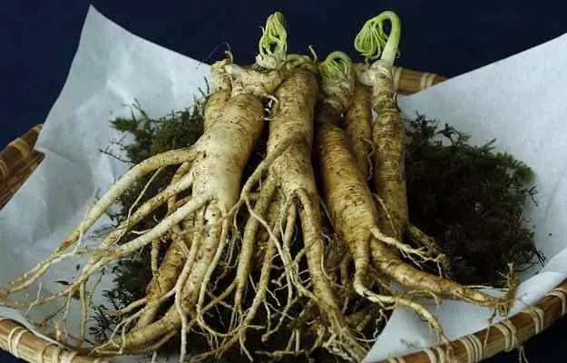 Ginseng Benefits and Side Effects