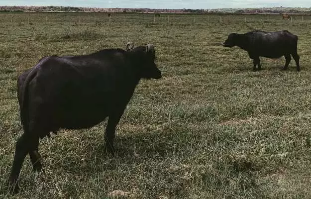 भैंस को अफारा - Ruminal tympany in buffalo in Hindi