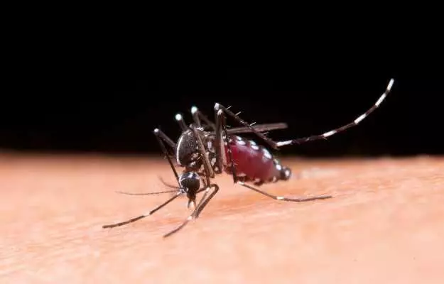 मच्छरों से होने वाले संक्रमण चिकनगुनिया को रोकने में मदद कर सकता है आंत (गट) का बैक्टीरिया