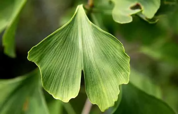 Gingko biloba: Benefits, uses and side effects