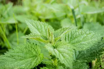 Nettle Leaf (Bichu Buti): From Pain Relief to Immune Support