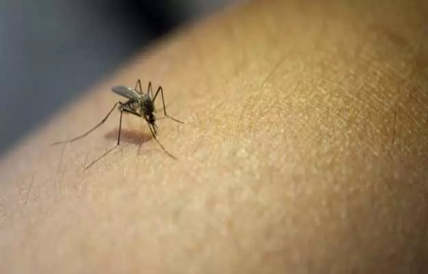 नया कोरोना वायरस मच्छरों के काटने से नहीं फैलता, स्टडी में मिले पुख्ता सबूत