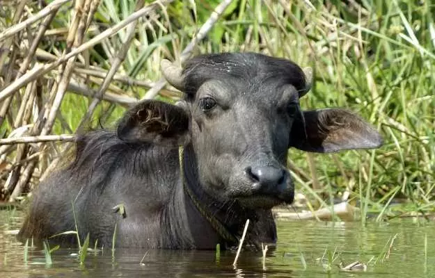 भैंस को दस्त - Diarrhea in buffalo in Hindi