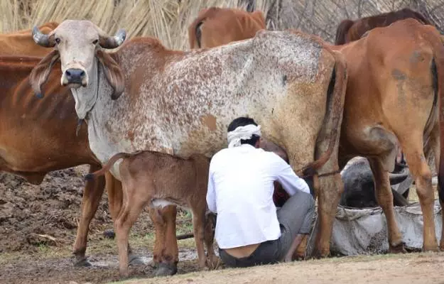 गाय के थन में सूजन - Udder edema in cows in Hindi