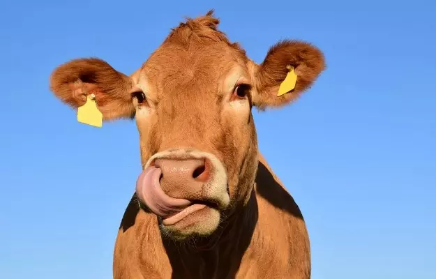 गाय को खुरपका मुंहपका रोग - Foot And Mouth Disease in Cow in Hindi