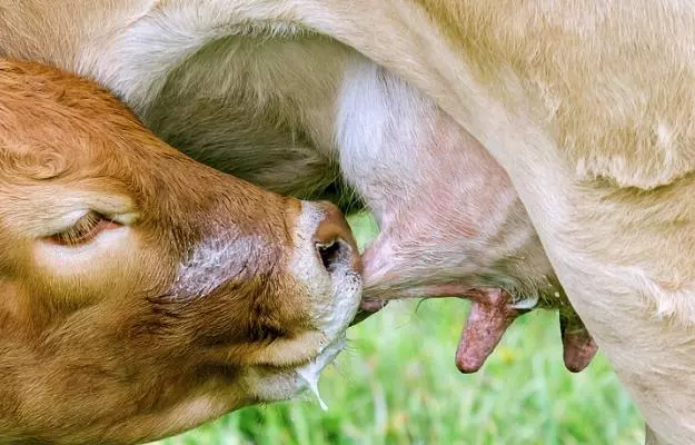 गाय के थन से खून आना - Blood in cow's udder in Hindi