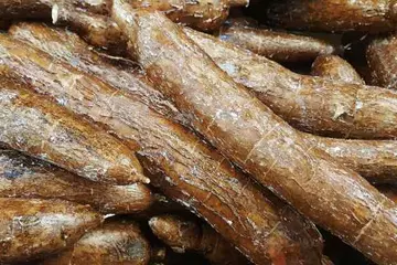 From Digestion to Skin Care: Arrowroot's Benefits and Risks