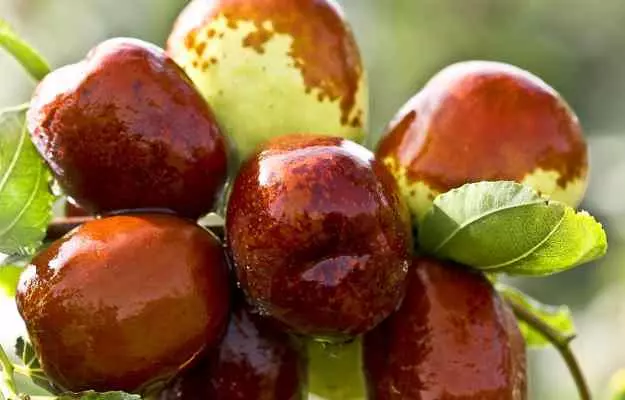 Benefits and side effects of Jujube Fruit (Ber)