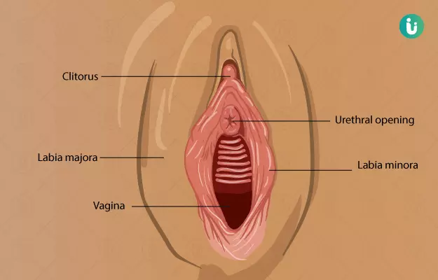 योनि के बारे में जानकारी - Vagina in Hindi