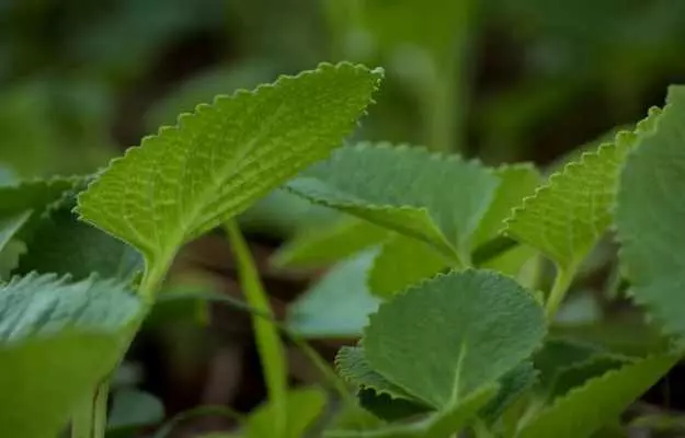 अजवाइन के पत्तों के फायदे - Benefits of ajwain leaves in hindi