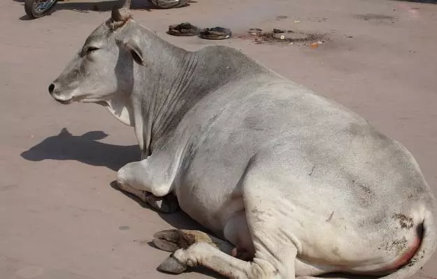 गाय को अफारा - Ruminal tympany in cows in Hindi