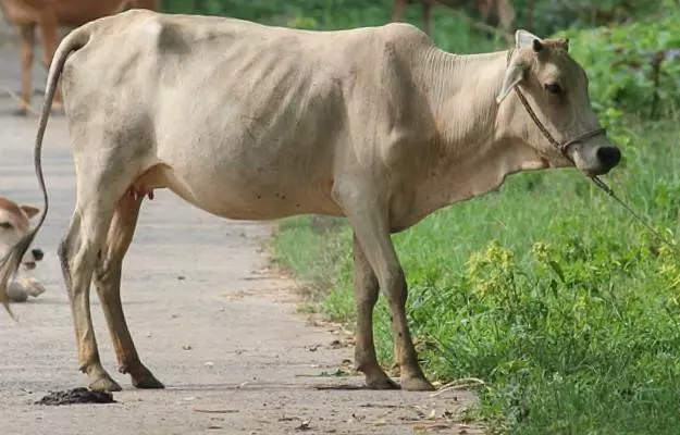 गाय को दस्त - Diarhhea in cow in Hindi