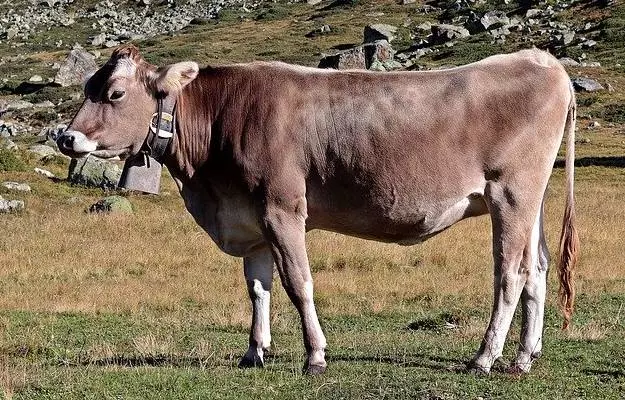 गाय के पेशाब में खून आना - Hematuria in cow in Hindi