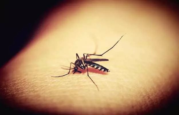 विश्व मच्छर दिवस: मच्छरों से होने वाली कॉमन बीमारियां