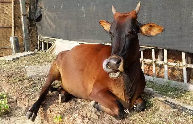 गाय को कोलिक - Colic in cow in Hindi