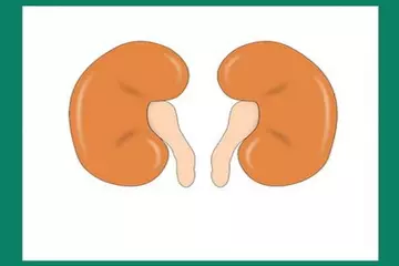 Natural Ways to Cleanse Your Kidneys: Simple Home Remedies