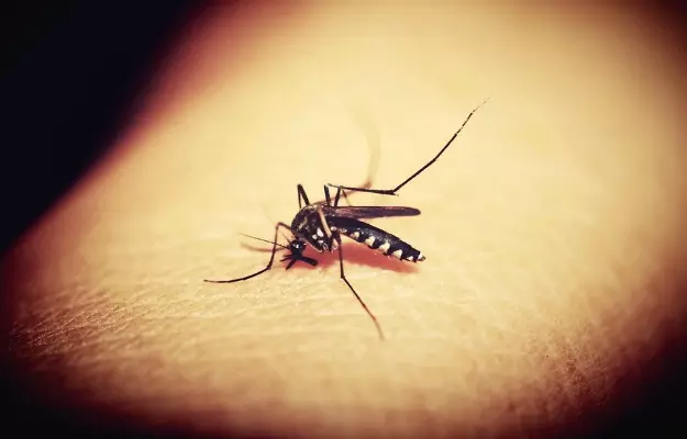 अमेरिका: जानलेवा बीमारियों के खतरे को कम करने के लिए छोड़े जाएंगे 75 करोड़ मोडिफाई मच्छर, प्रयोग के सफल होने को लेकर पहले से संदेह, जानें क्यों
