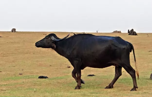 भैंस के पेशाब में खून आना - Hematuria in buffalo in Hindi
