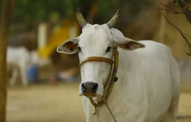गाय के पेट में परजीवी संक्रमण - Gastrointestinal parasites in cow in Hindi