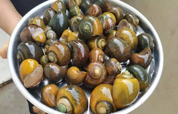 घोंघा खाने के फायदे और नुकसान - Benefits and side effects of eating snail in hindi