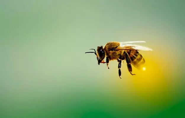 Honey bee venom found to be effective against aggressive breast cancer cells