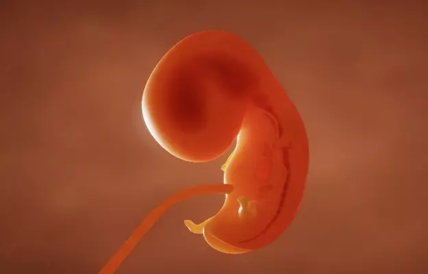 गर्भावस्था में हाई ओमेगा-6 और लो ओमेगा-3 की संतुलित डाइट भ्रूण के मस्तिष्क में न्यूरॉन की ग्रोथ बढ़ाता है, जानें शोधकर्ताओं के इस दावे के क्या हैं मायने