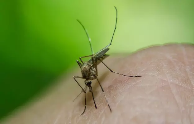 इंडोनेशिया में डेंगू नियंत्रण के प्रयासों को बड़ी कामयाबी, इस बैक्टीरिया का इस्तेमाल कर बीमारी के मामले कम करने का दावा