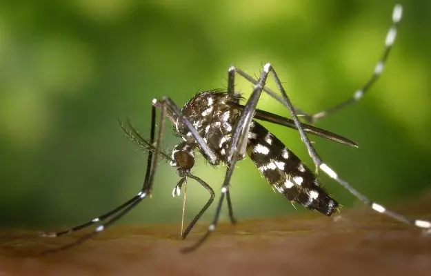 दिल्ली में अचानक बढ़ रहे डेंगू के मामले, लेकिन दो साल के मुकाबले आंकड़े थोड़े बेहतर- एमसीडी अधिकारी