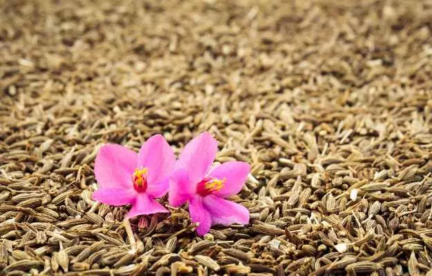 குமின் விதைகள் (ஜீரகம்) நன்மைகள், பயன்கள் மற்றும் பக்க விளைவுகள் - Cumin seeds (Jeera) Benefits, Uses and Side Effects in Tamil