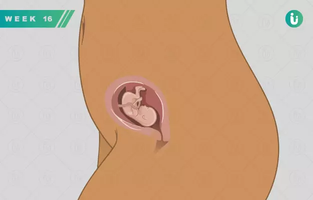 गर्भावस्था का सोलहवां सप्ताह - Pregnancy in 16th week in Hindi