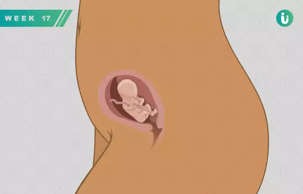 गर्भावस्था का सत्रहवां सप्ताह - Pregnancy in 17th week in Hindi