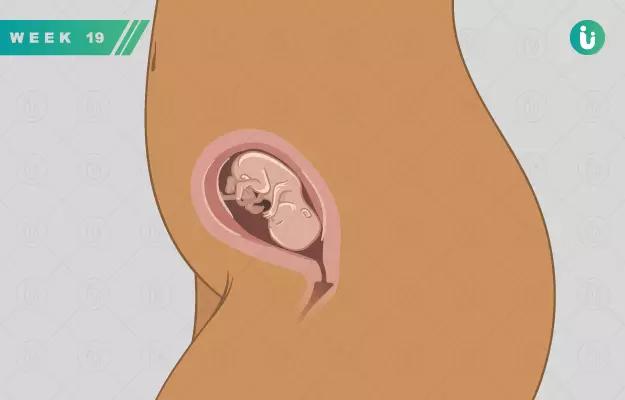 गर्भावस्था का उन्नीसवां सप्ताह - Pregnancy in 19th week in Hindi