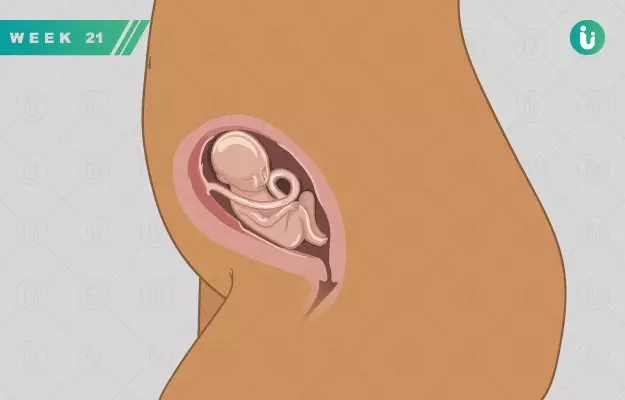 गर्भावस्था का 21वां सप्ताह - Pregnancy in 21st week in Hindi