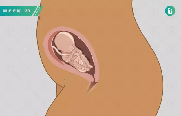 गर्भावस्था का 23वां सप्ताह - Pregnancy in 23 weeks in Hindi