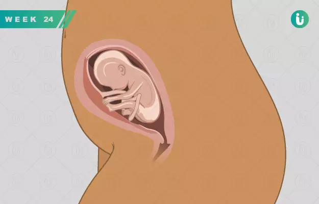 गर्भावस्था का 24वां सप्ताह - Pregnancy in 24 weeks in Hindi