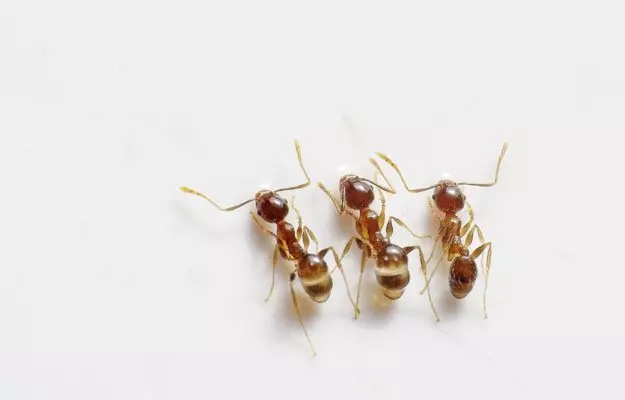 चींटी भगाने के घरेलू उपाय - Home Remedy For Ant Extermination In Hindi